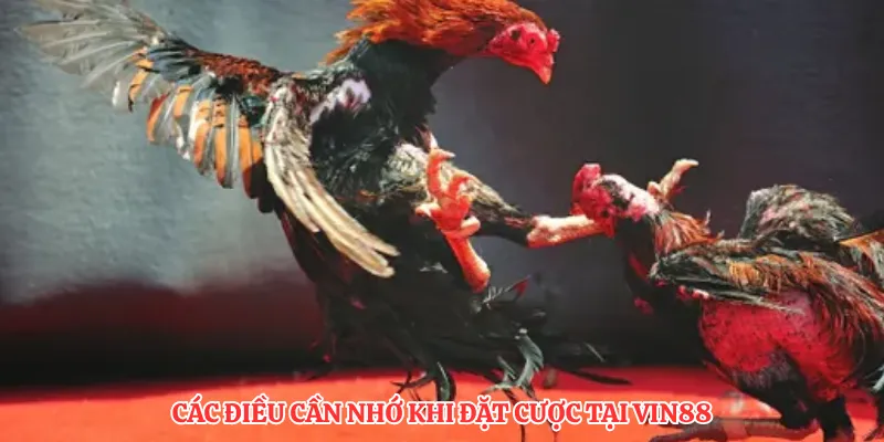 Các điều cần nhớ khi đặt cược tại VIN88