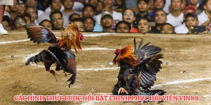 Các hình thức cược nổi bật chinh phục hội viên VIN88